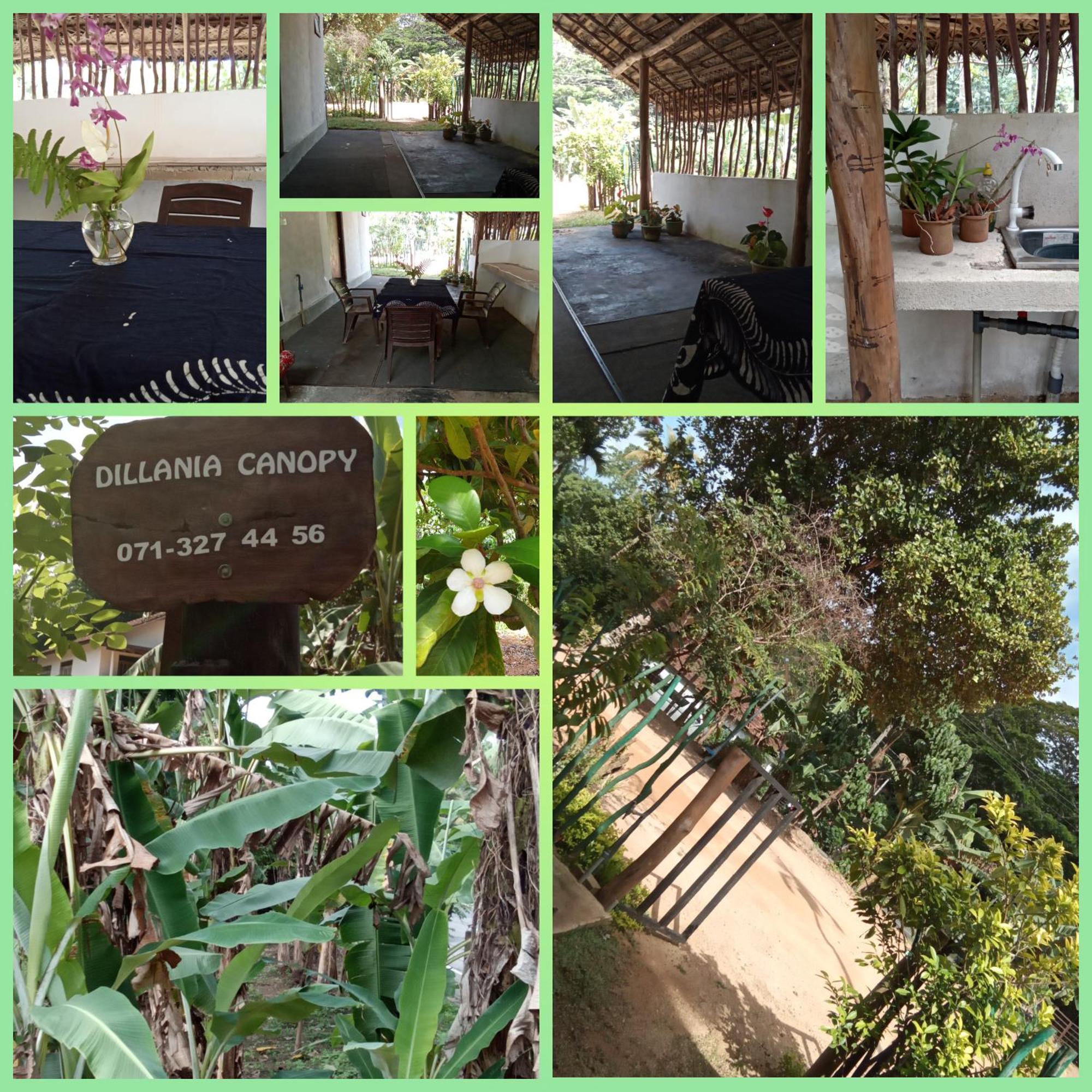 ميريسا Dillenia Canopy المظهر الخارجي الصورة