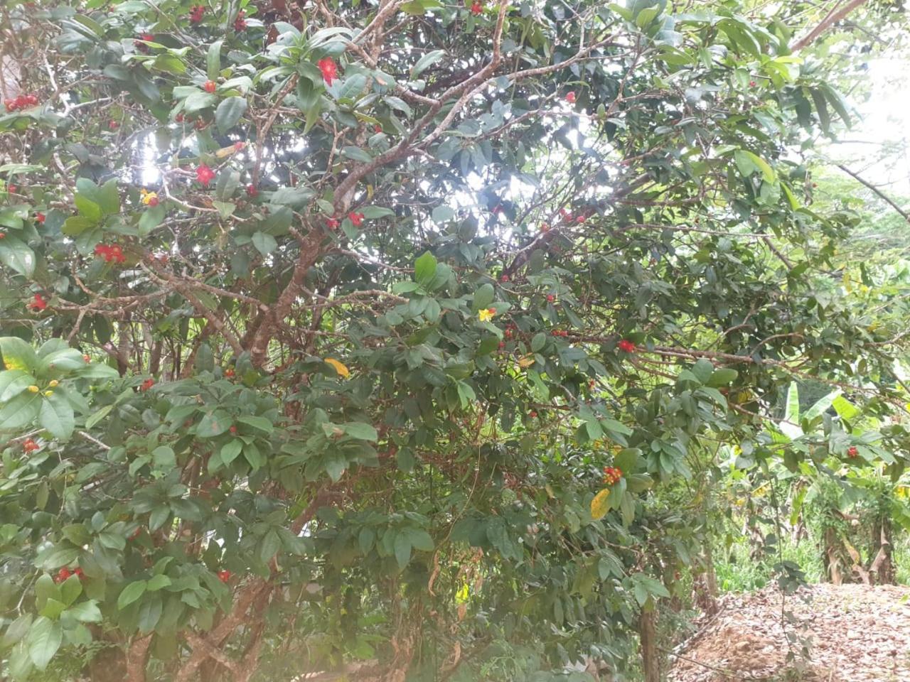 ميريسا Dillenia Canopy المظهر الخارجي الصورة
