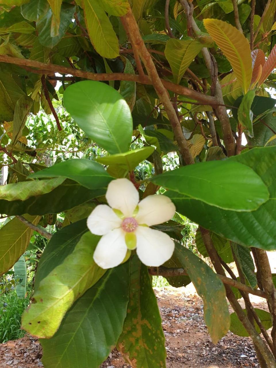ميريسا Dillenia Canopy المظهر الخارجي الصورة