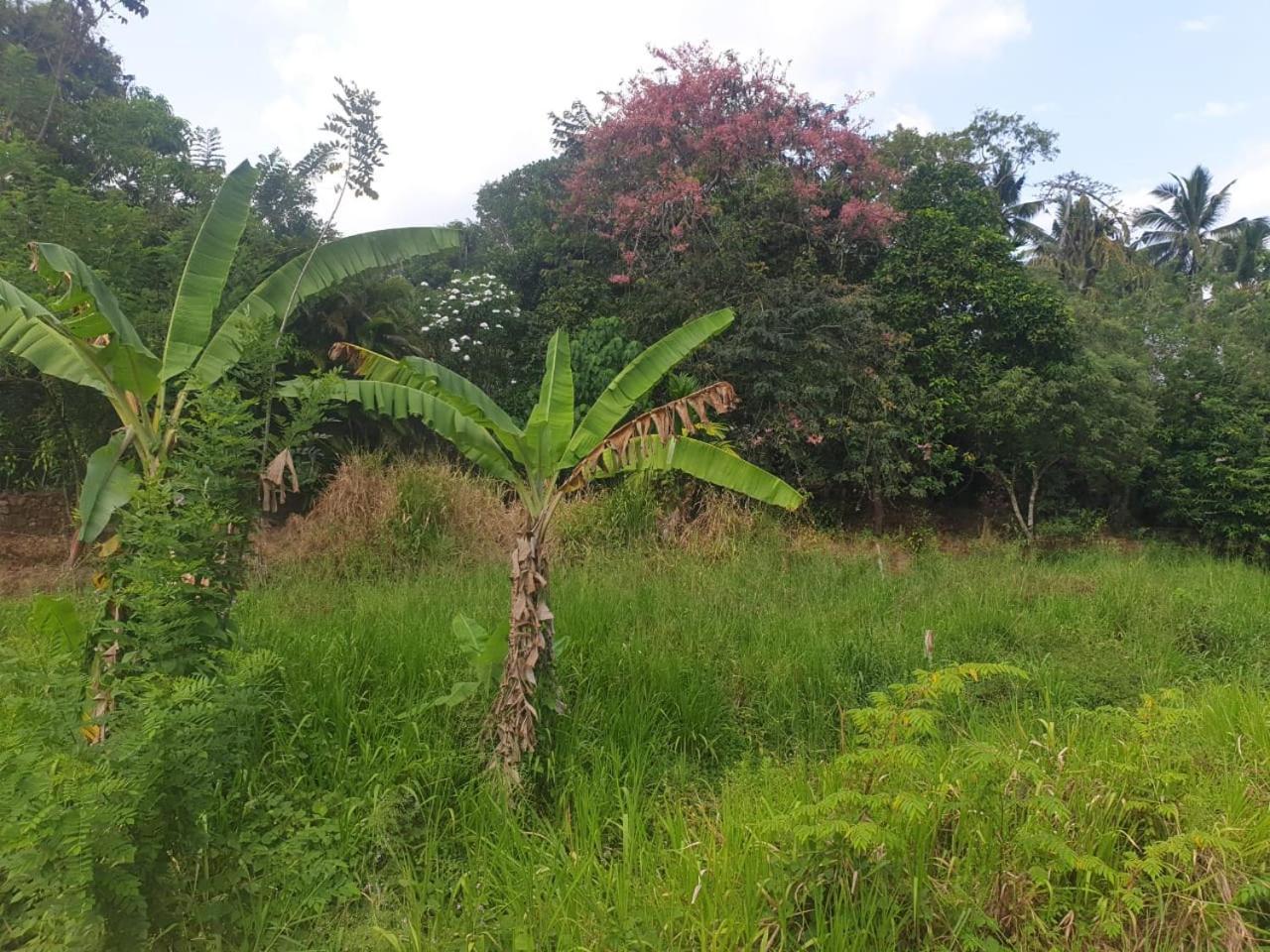 ميريسا Dillenia Canopy المظهر الخارجي الصورة