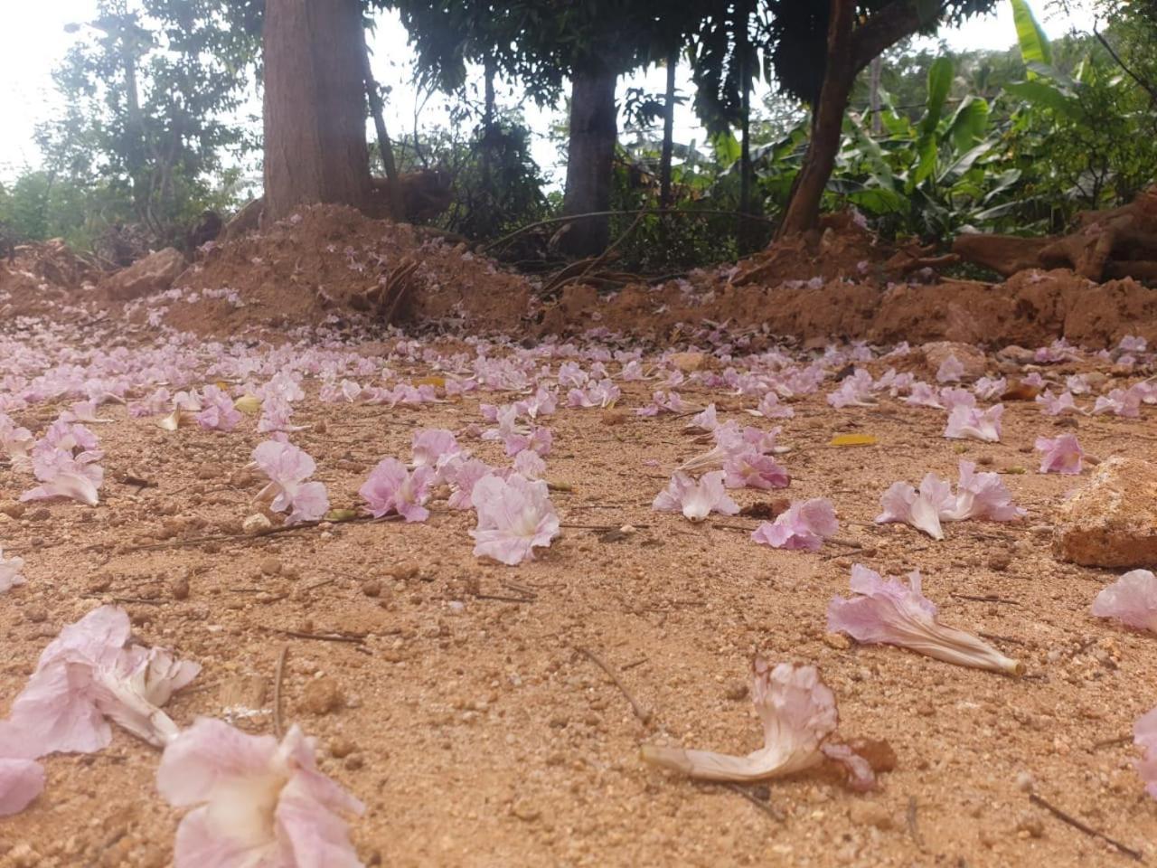 ميريسا Dillenia Canopy المظهر الخارجي الصورة