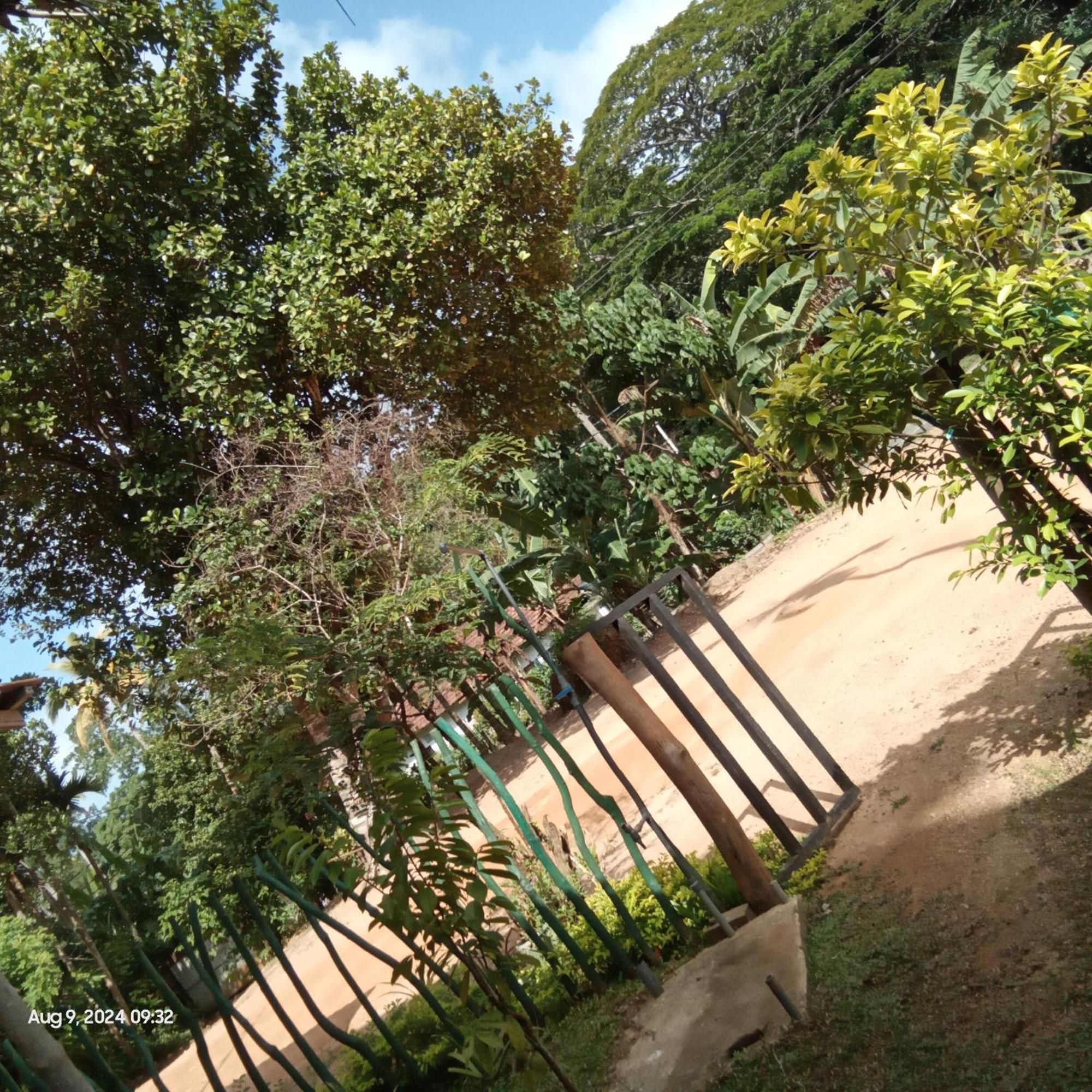 ميريسا Dillenia Canopy المظهر الخارجي الصورة