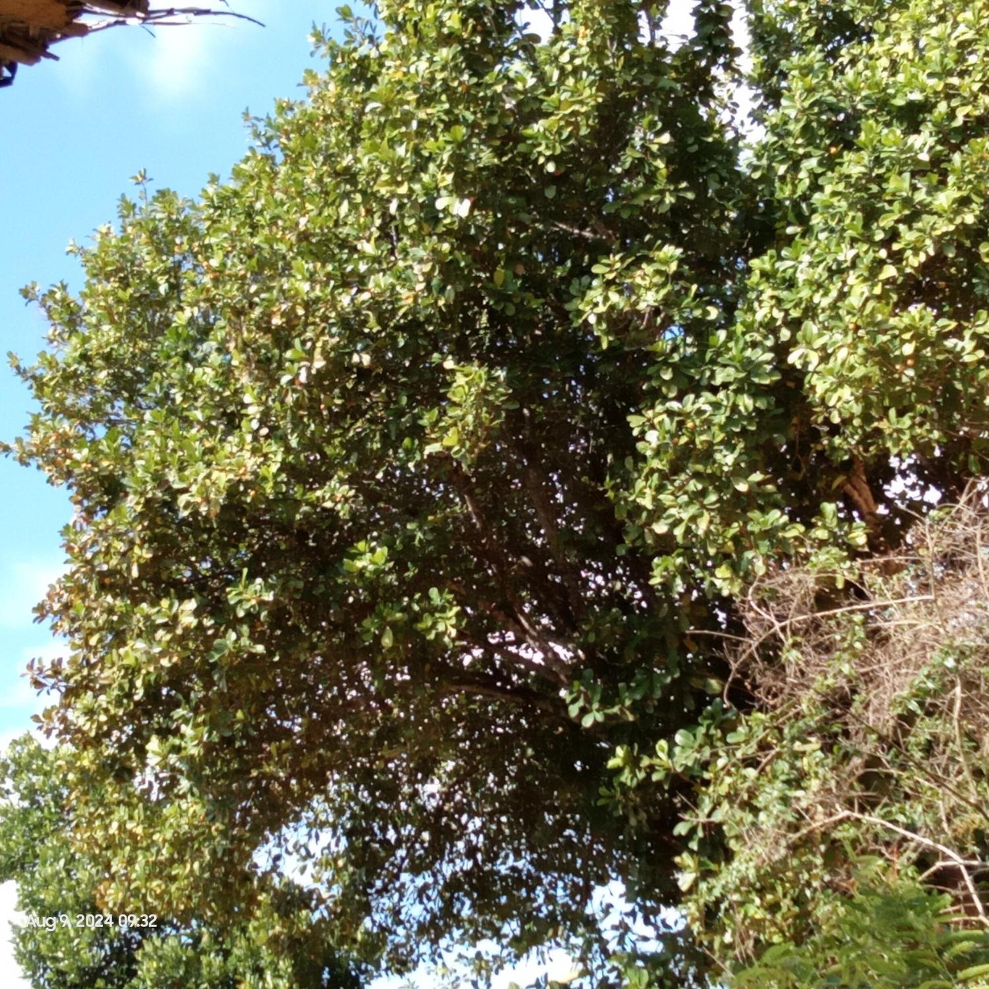 ميريسا Dillenia Canopy المظهر الخارجي الصورة