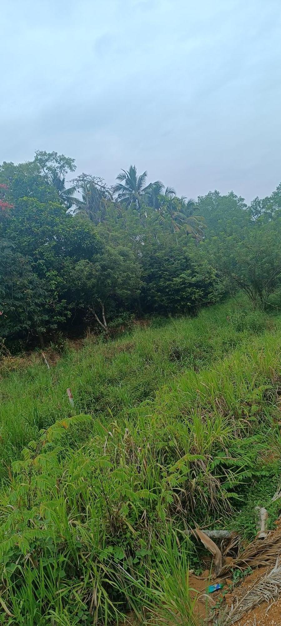 ميريسا Dillenia Canopy المظهر الخارجي الصورة